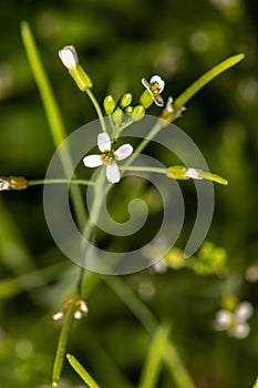 Flowers of Thale Cress