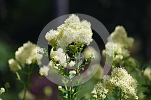 Flowers of Thalictrum Lucidum growing in the garden.