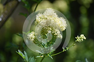 Flowers of Thalictrum Lucidum growing in the garden.