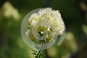 Flowers of Thalictrum Lucidum growing in the garden.