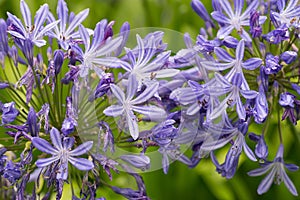 Flowers of ther Agapanthus plant, also known as the African Lily or the Lily of the Nile