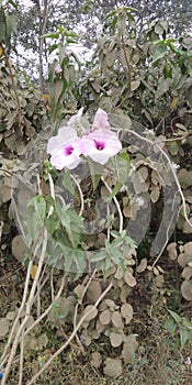 Flowers of thethar found in jharkhand