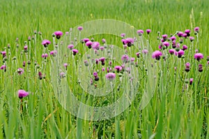 flowers of thistle (lat. Carduus tauricus) on green medow