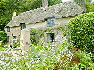 Flowers and the Thomas Hardy cottage