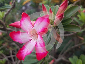 flowers of thorny plants