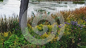 Flowers at Thunderbay River