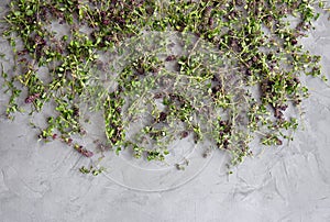 Flowers thyme collected for drying. Herbal tea thyme, Thymus vulgaris. Flat lay. Top view. Copy space