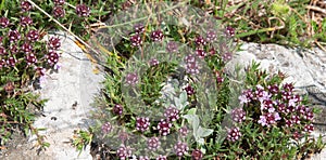 flowers of thyme lat. Thymus moldavicus