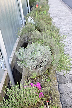 flowers and thyme in a planting stone tower