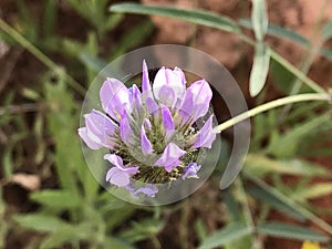 The flowers at thÃÂ© public gardens