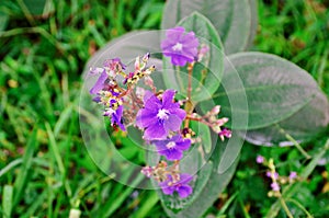 The flowers of Tibouchina granulosa in the forest photo