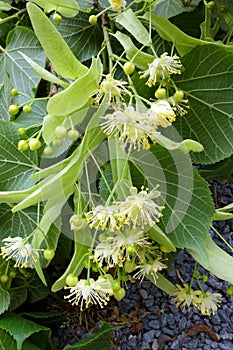 Flowers of the Tilia or Linden tree