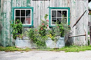 Flowers in a tin tub