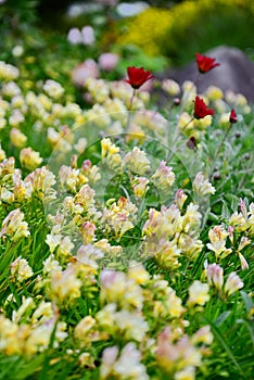 Flowers of Tiny Piny Ruby blooming in spring in Auckland Botanic Gardens