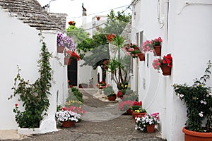 Flowers to Alberobello photo