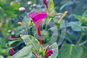 Flowers of tobacco