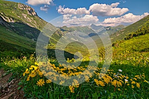 Flowers in Tomanovo sedlo saddle in West Tatras mountains