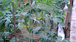 Flowers on tomato plants in greenhouse on farm agrobusiness and farming concept.