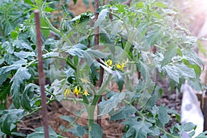 Flowers on tomato plants in greenhouse on farm agrobusiness and farming concept.