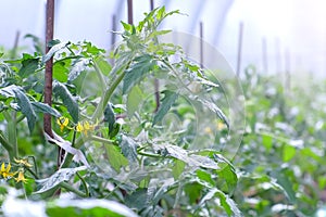 Flowers on tomato plants in greenhouse on farm agrobusiness and farming concept.