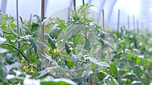 Flowers on tomato plants in greenhouse on farm agrobusiness and farming concept.