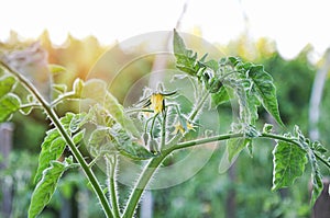 Flowers of tomato on the seedling, blooming tomato plant in the vegetable garden, rowing in glass greenhouse, bio farming