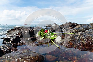 Flowers on top of a beach rock