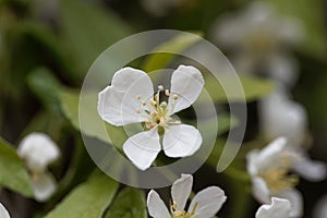 Flowers of a Toringo crabapple, Malus sieboldii