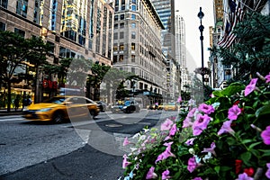 Flowers and Traffic on Fifth Avenue - Manhattan, New York City