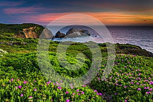 Flowers and trail on a bluff above Rodeo Beach at sunset