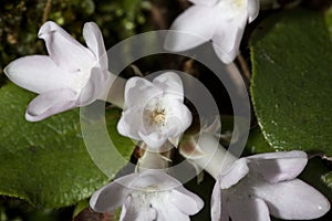 Flowers of trailing arbutus at Valley Falls Park in Connecticut.