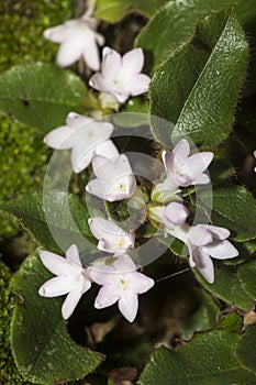 Flowers of trailing arbutus at Valley Falls Park in Connecticut.