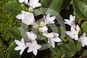 Flowers of trailing arbutus at Valley Falls Park in Connecticut.