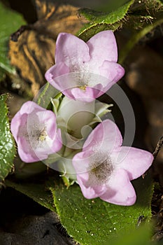 Flowers of trailing arbutus at Valley Falls Park in Connecticut.