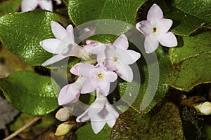 Flowers of trailing arbutus at Valley Falls Park in Connecticut.