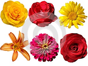 Flowers on a transparent background.