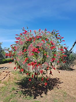 Flowers tree blue sky