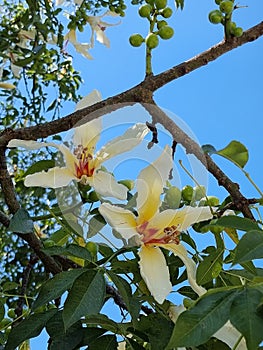 Flowers on the tree, blue sky. ceiba insignis