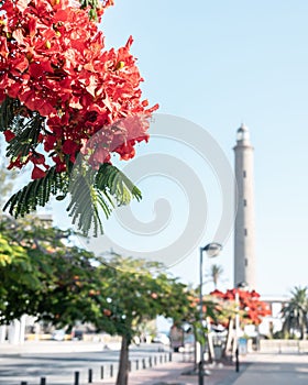 Flowers on tree branches against the blurry Maspalomas lighthouse in the background