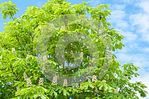 Flowers of a tree a chestnut. Spring blossoming chestnut tree fl