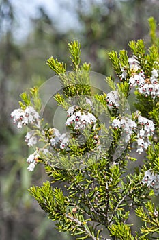 Flores de un árbol moros 