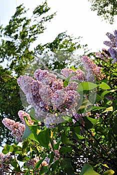 The flowers of the tree lilacs in the spring