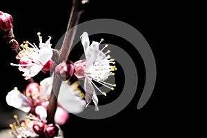 Flowers on the tree in nature on a black background. macro