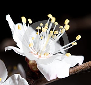 Flowers on the tree in nature on a black background. macro