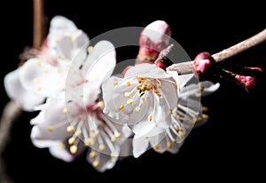 Flowers on the tree in nature on a black background. macro