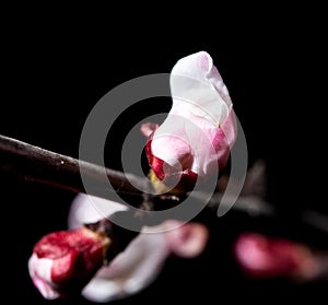 Flowers on the tree in nature on a black background. macro