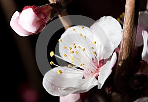 Flowers on the tree in nature on a black background. macro