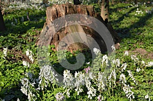 Flowers and tree stump