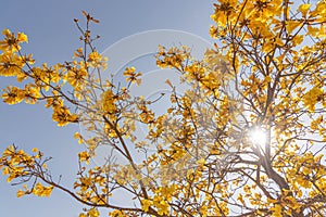 The flowers of the tree Tabebuia vellosoi 04 photo