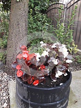 Flowers, tree , white ,red